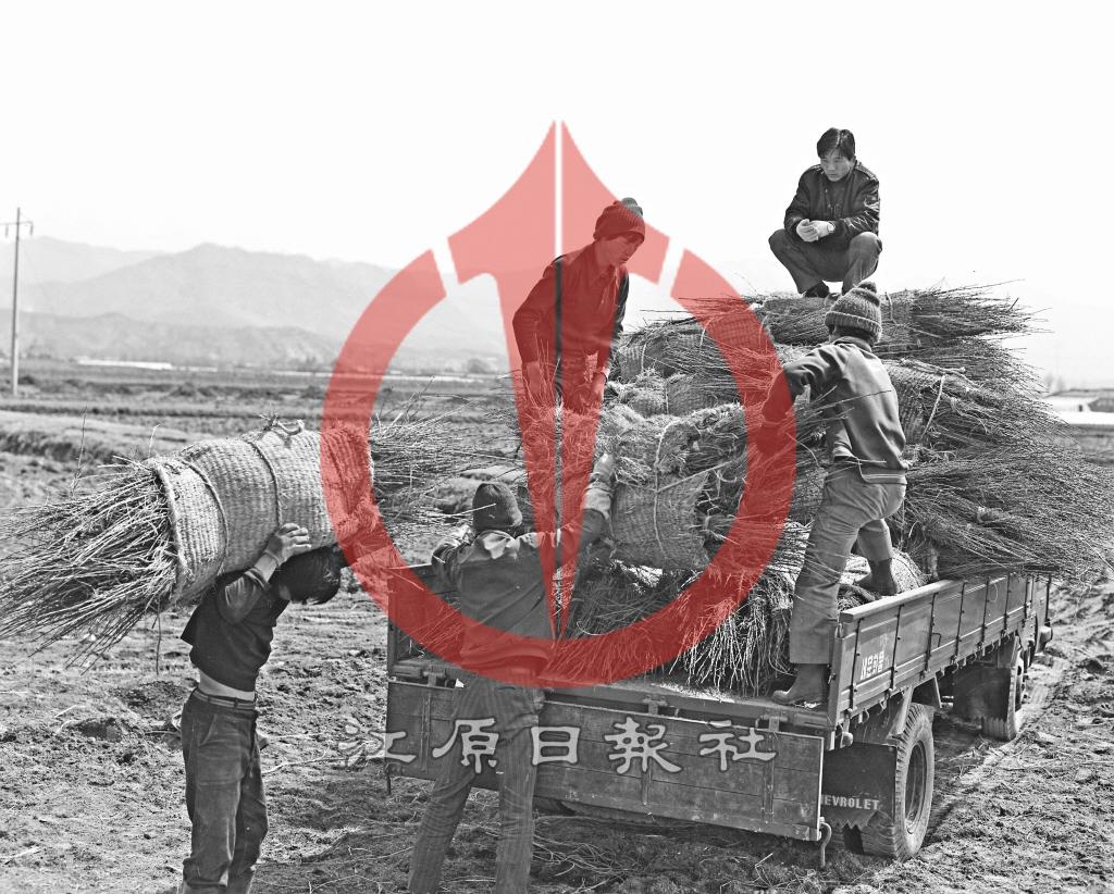 묘목장 운반작업 이미지