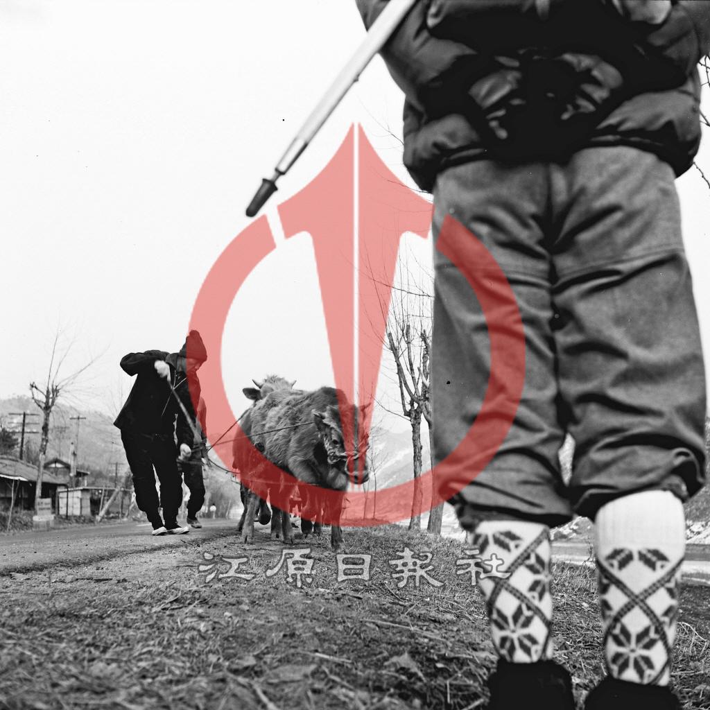 우시장 가는 소 이미지