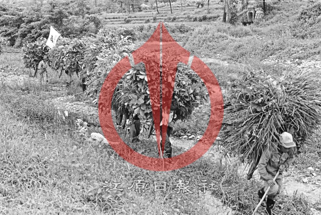 4-H 퇴비증산 운동 이미지