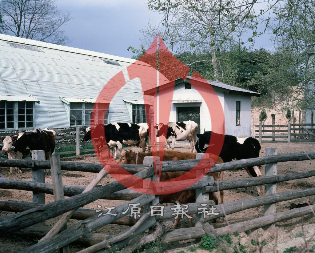 강원대학교 축산학과 목장 이미지