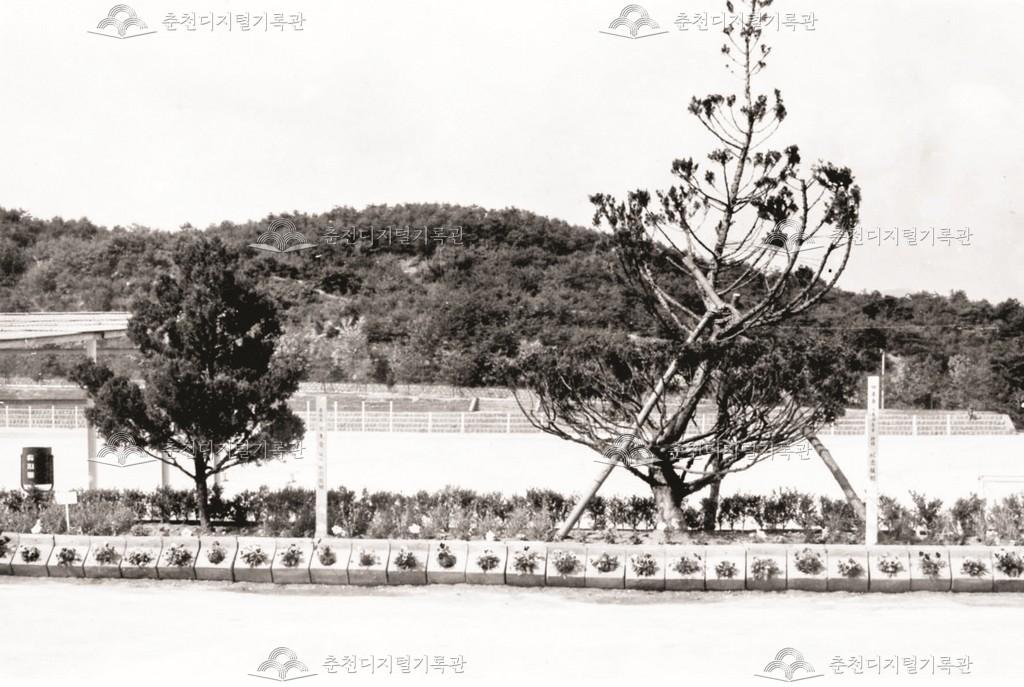 문교부장관 및 교장 기념식수 이미지