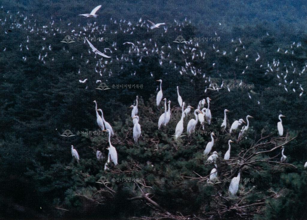 백로 및 왜가리 번식지 이미지