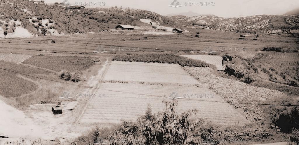 1950년대 후반의 강원대학교 부속농장 이미지