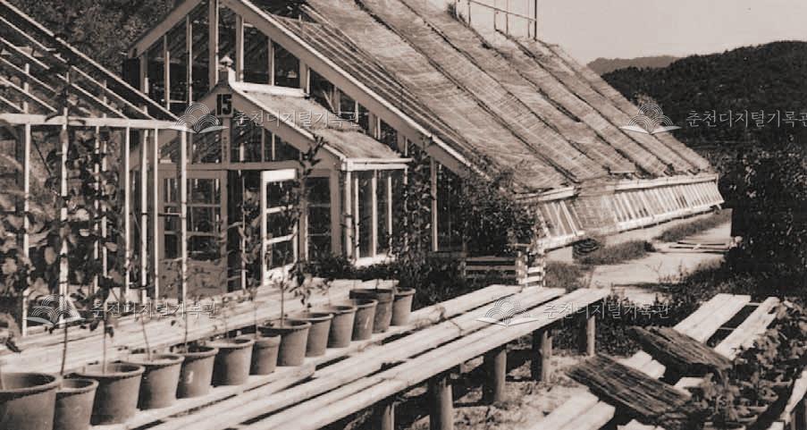 춘천농과대학 온실 및 비닐하우스 이미지