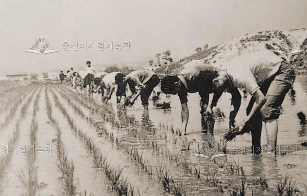 강원대학교 권농일 모내기 지원행사 이미지