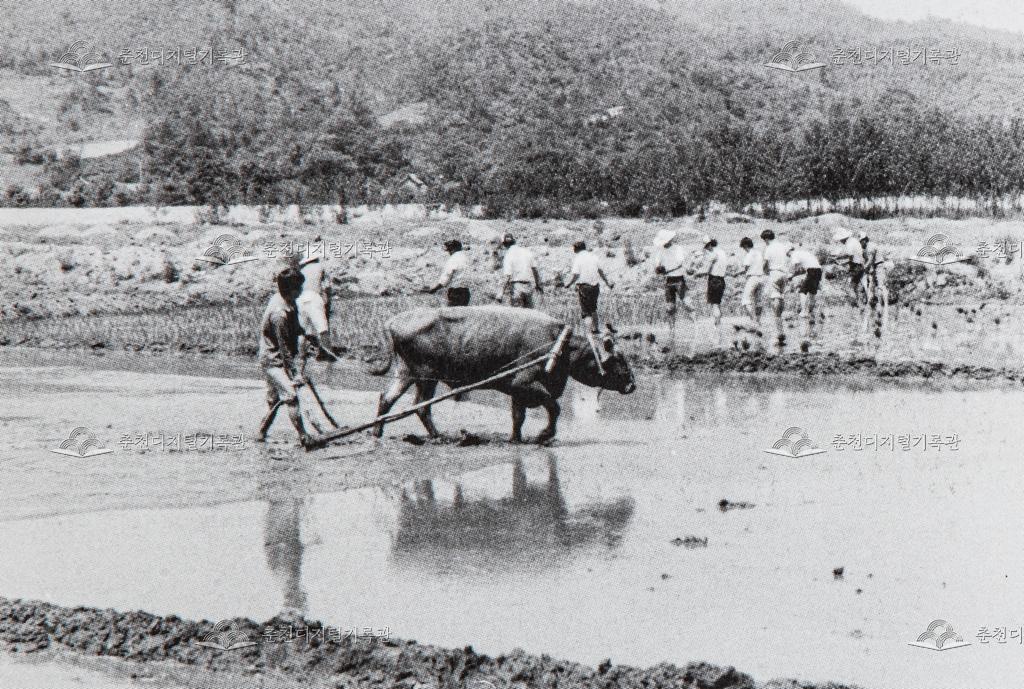 1970년대 모내기 풍경 이미지