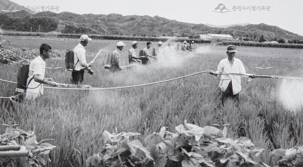 1970년대 논에 농약 살포하는 모습 이미지