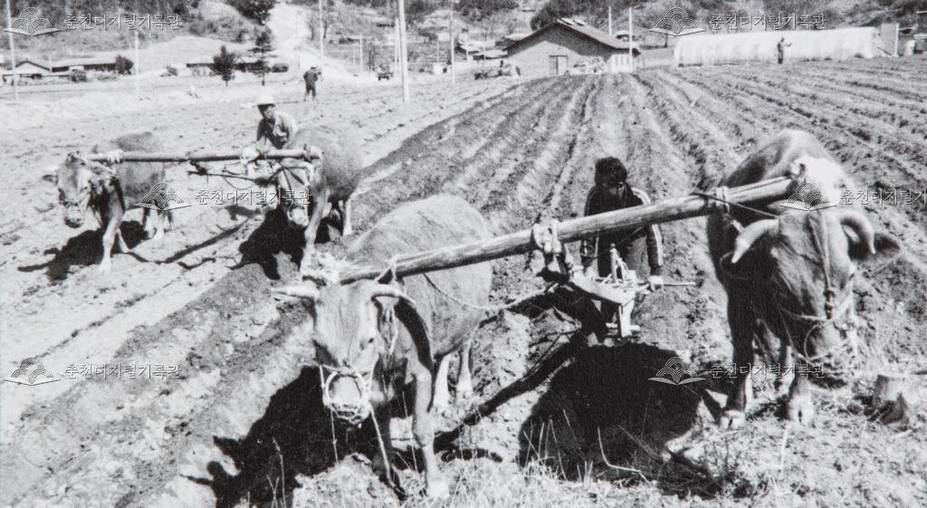 1980년대 쟁기로 밭 가는 모습 이미지
