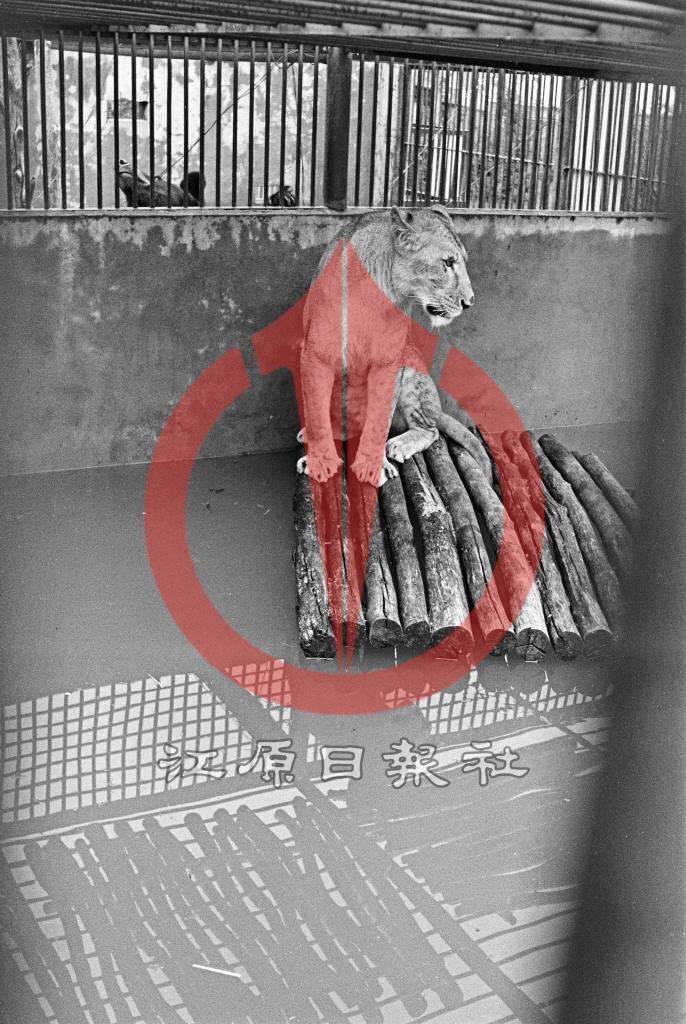 침수된 육림공원 동물원의 호랑이 이미지