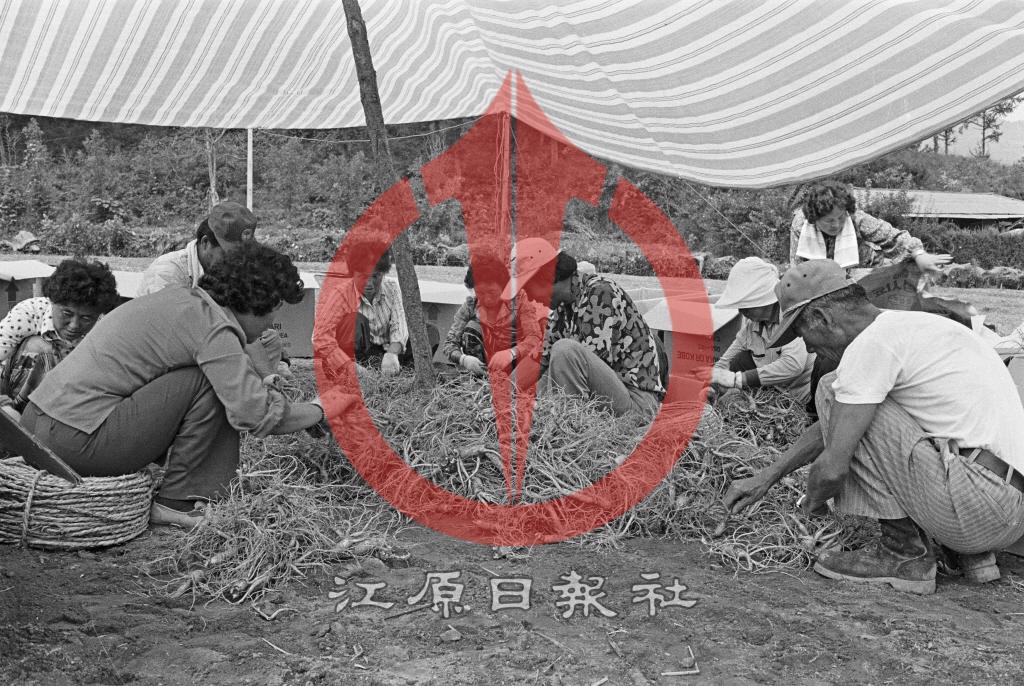 인삼수확 (1) 이미지