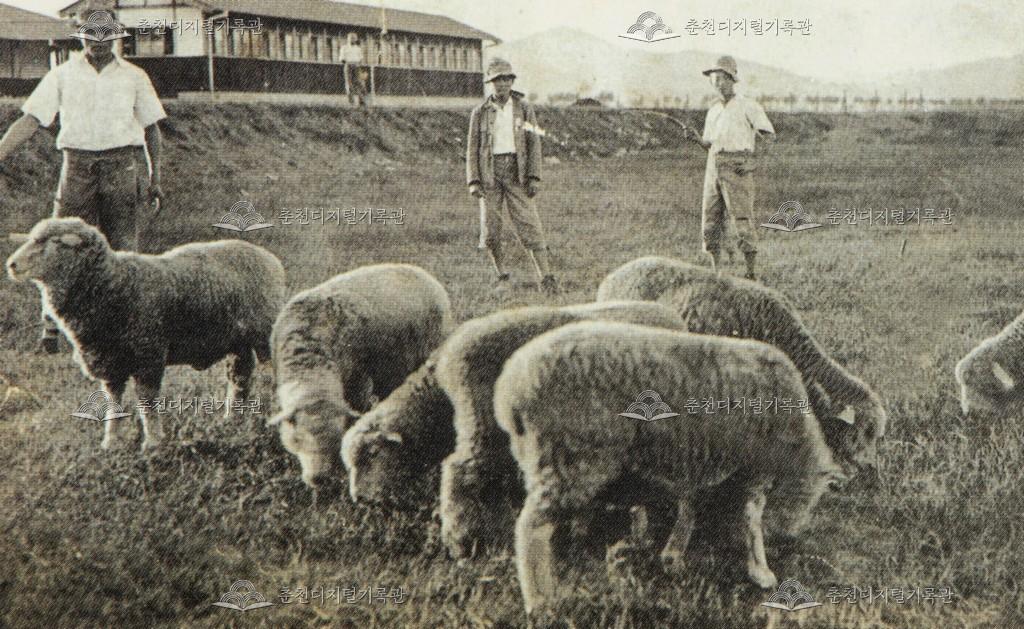 춘천공립농업학교 면양 사육지도 이미지