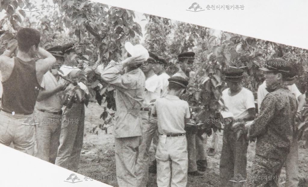 춘천농업고등학교 과수 실습 이미지