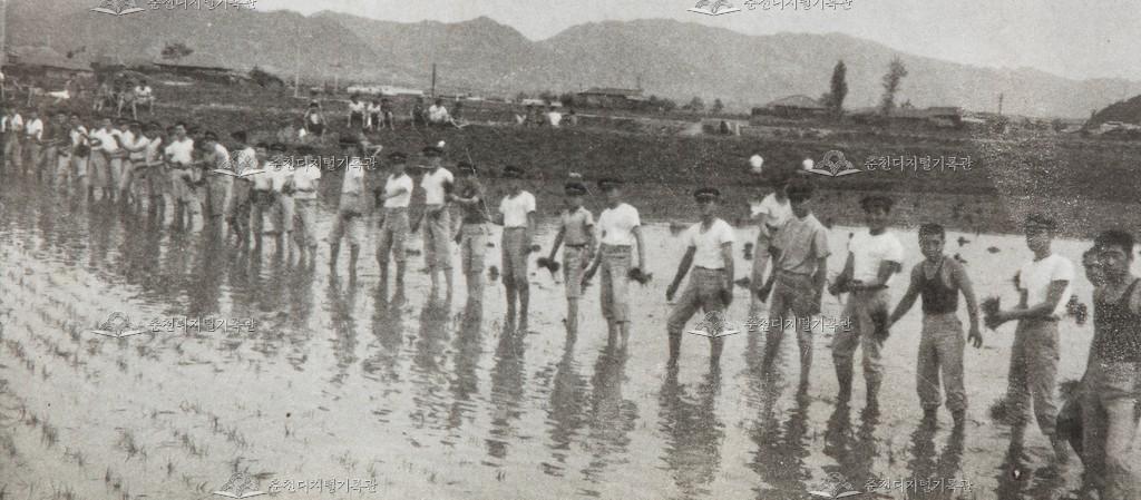 춘천농업고등학교 모내기 실습 이미지