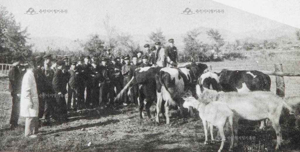 춘천농업고등학교 축산 실습 이미지