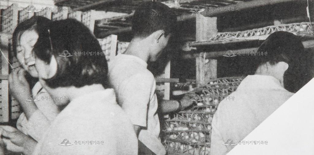 춘천농업고등학교 잠업과 실습 1 이미지