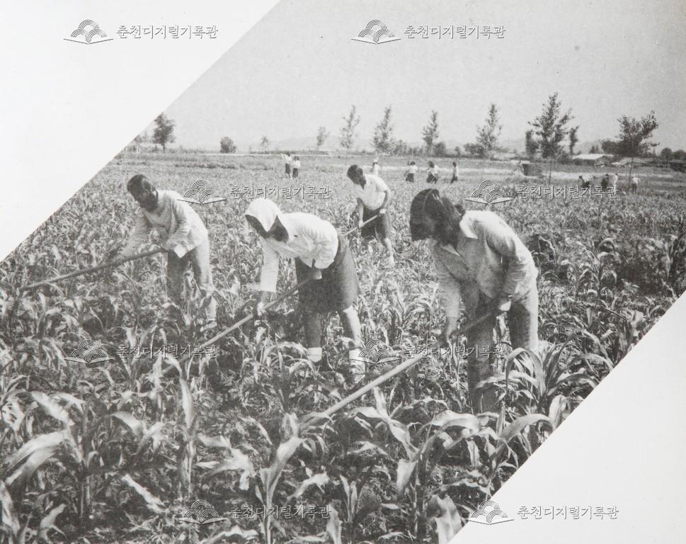 춘천농업고등학교 잠업과 실습 2 이미지