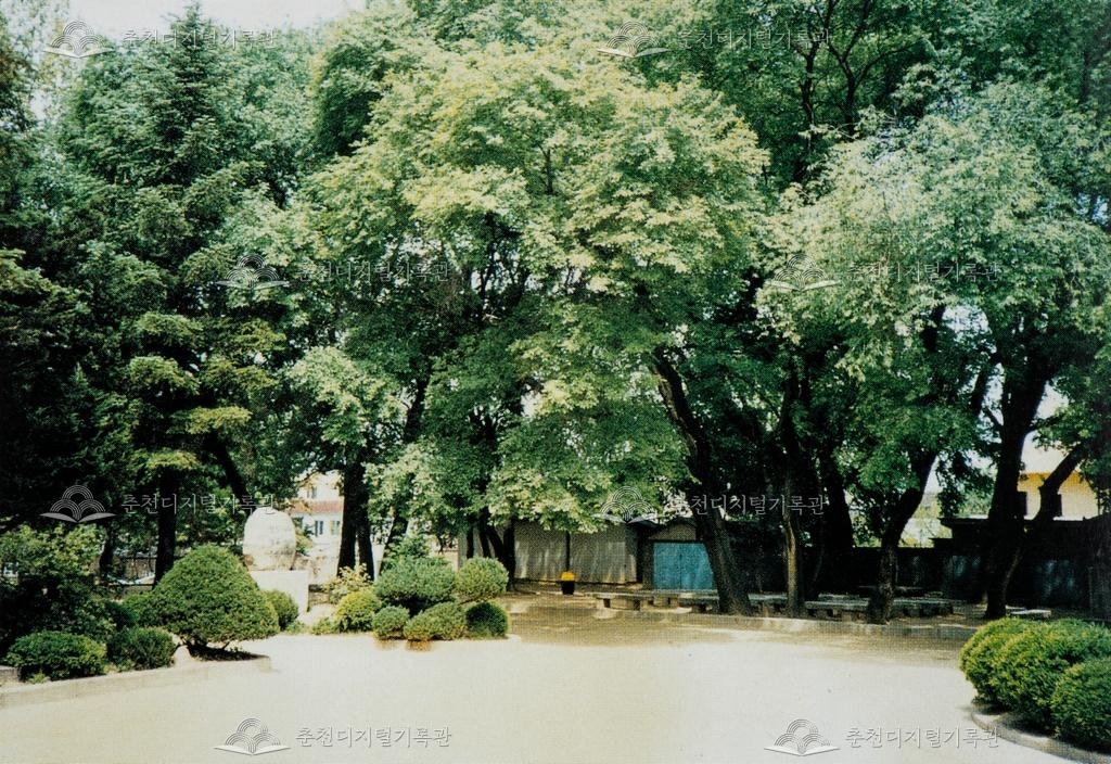 춘천초등학교 비술나무 이미지