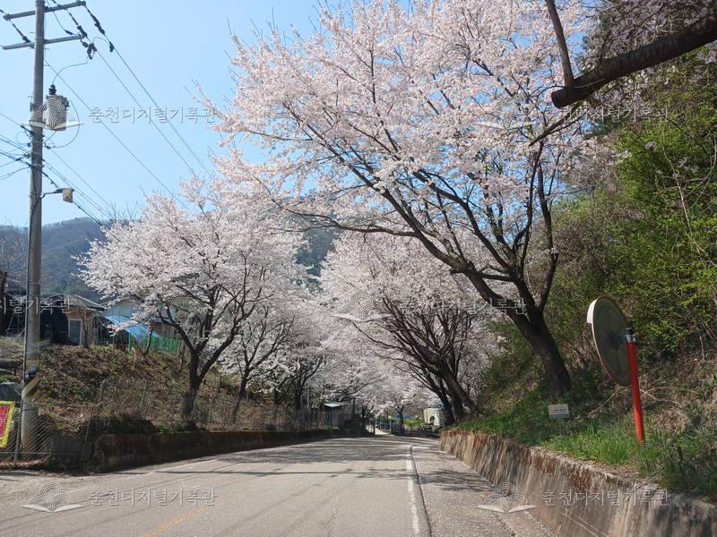 북산면 부귀리 벚꽃길 이미지
