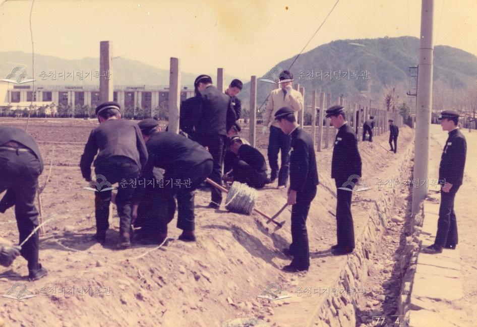 춘천농업고등학교 새마을 사업 - 생울타리 조성 및 철조망 설치 광경 이미지