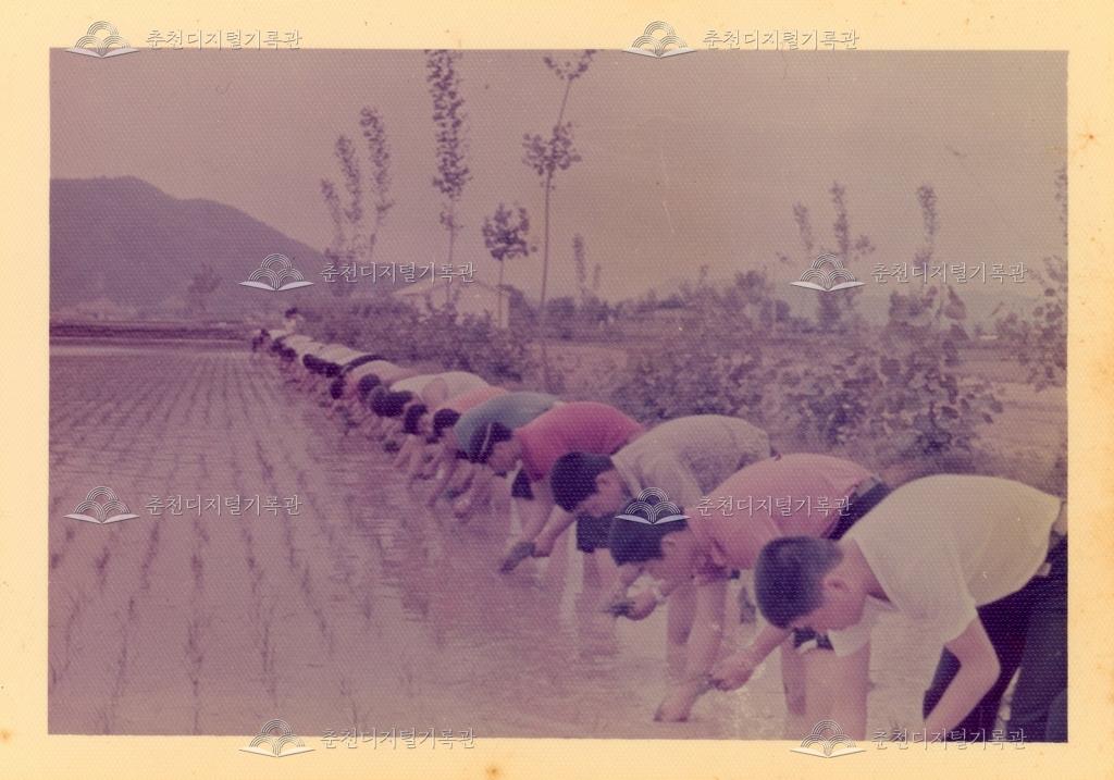 춘천농업고등학교 모내기 이미지