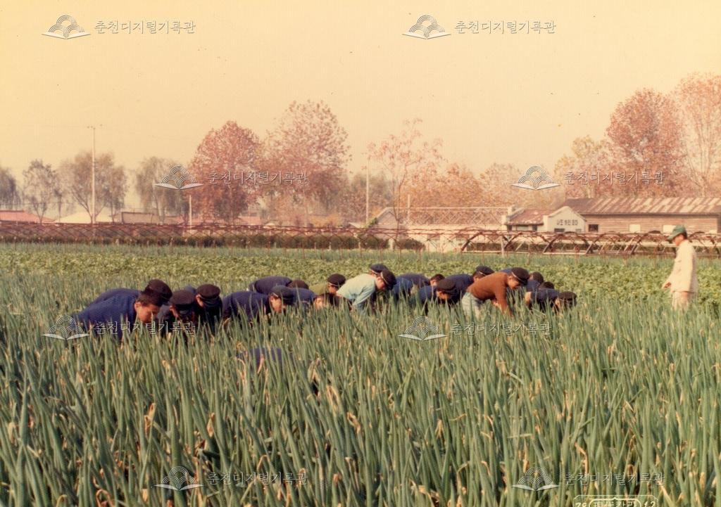 춘천농업고등학교 79년도 채소포(파 밭) 제초 실습 이미지