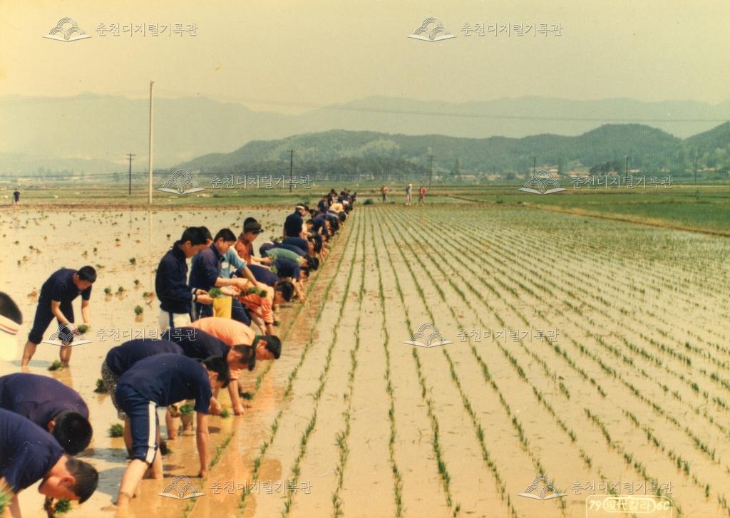 춘천농업고등학교 봉사활동 - 모내기 이미지