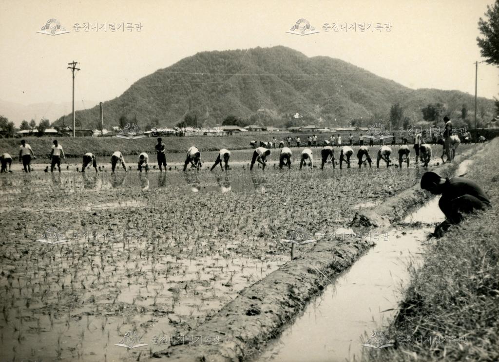 춘천농업고등학교 벼 이양 작업 광경 이미지
