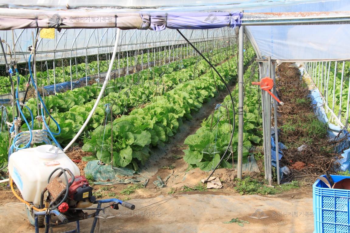 상중도 시설채소_배추 이미지