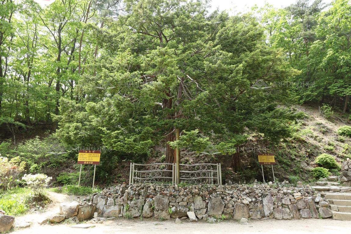 청평사 보호수 이미지