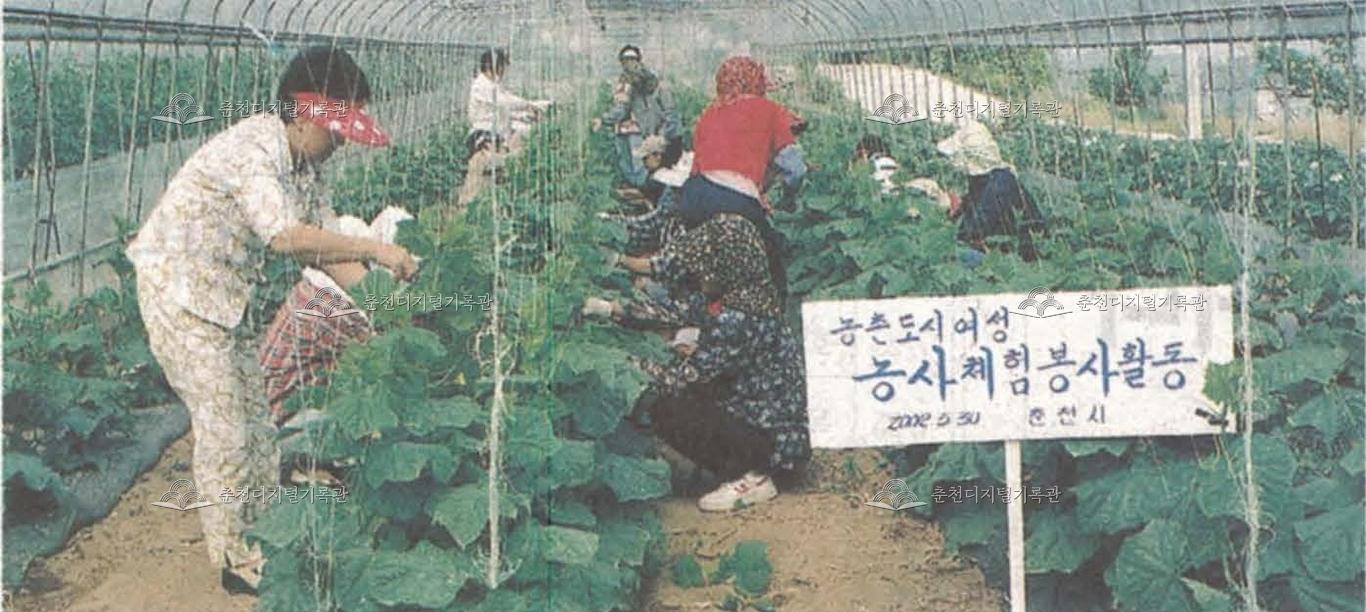 농촌 도시여성 농사체험 이미지
