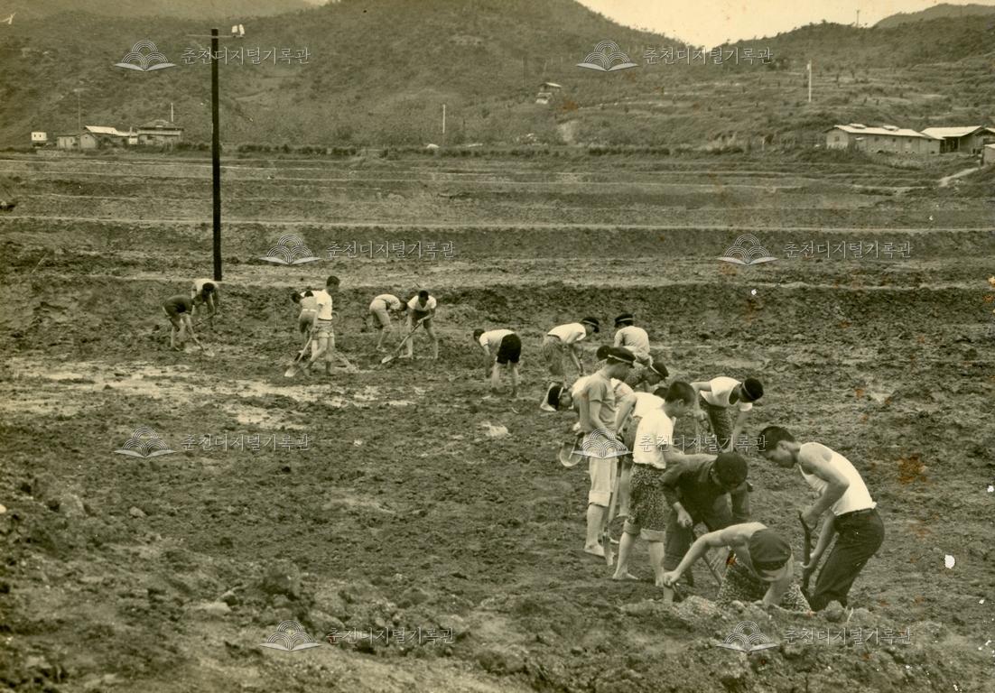 춘천농업고등학교 새마을학교 노력봉사_경지정리 이미지