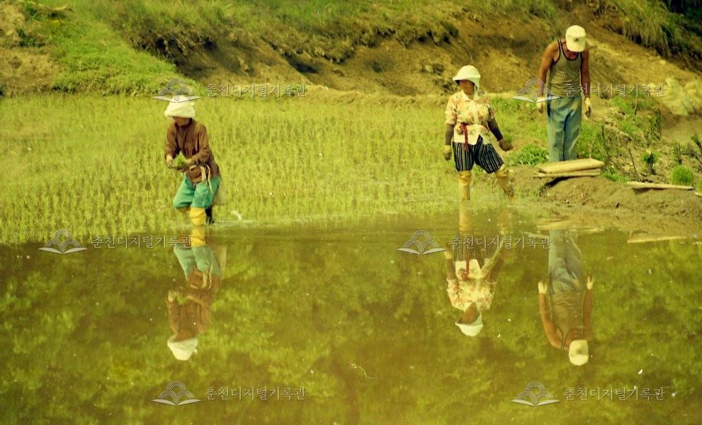 1990년대 모내기 풍경 이미지